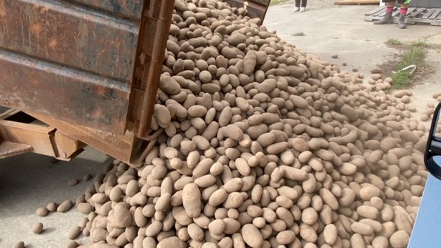 Truck downloading potatoes.