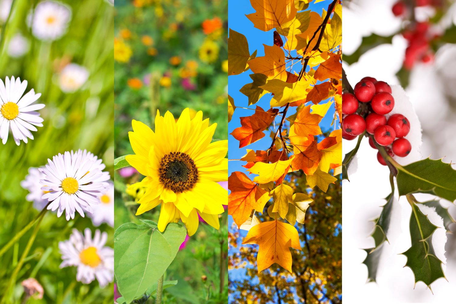 Montage of various blooming flowers.