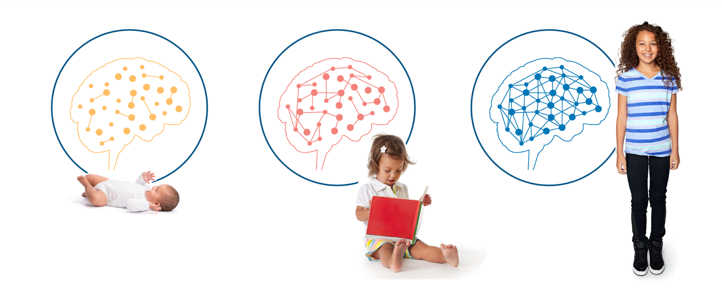 Three stages of brain development in infants, toddlers and young children.